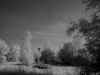 boara ir bn.jpg (350614 byte)